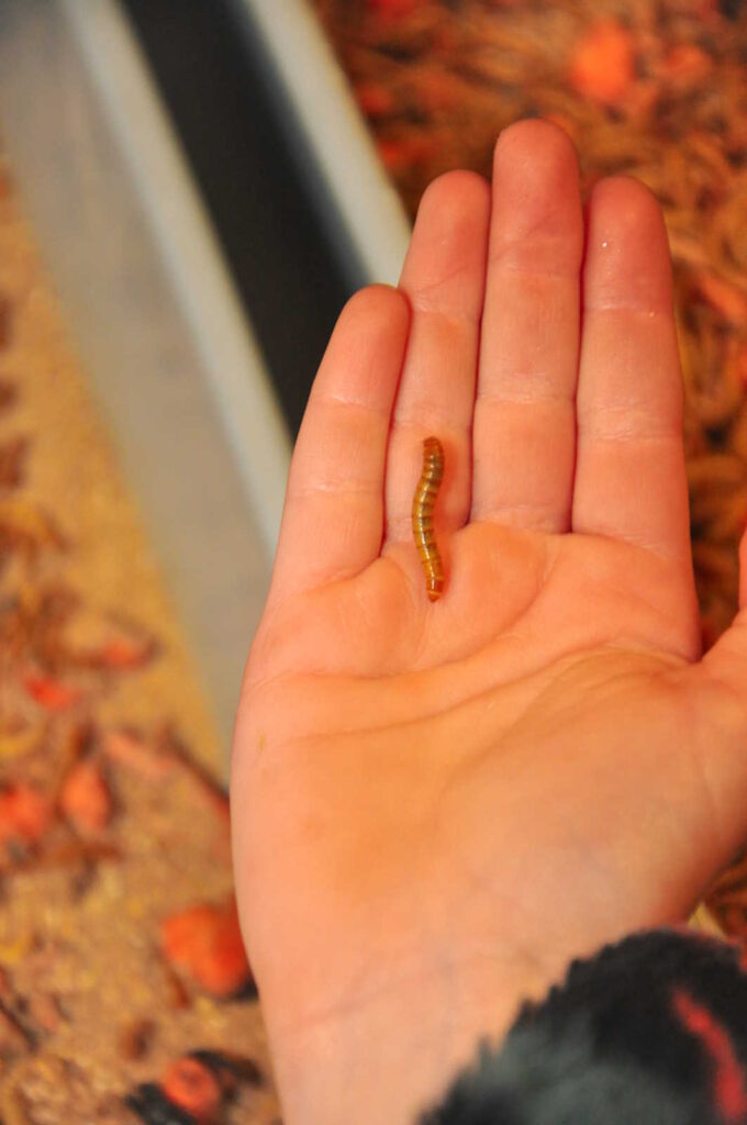 About mealworms Winsect